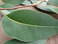 Gommier robuste
