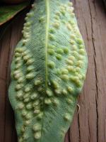 Gommier robuste