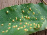 Gommier robuste