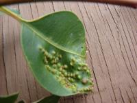 Gommier robuste