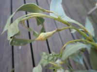 Gommier robuste