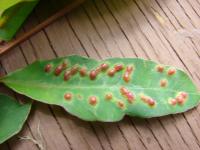 Gommier robuste