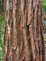 Gommier robuste