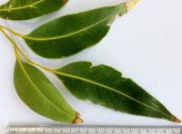 Gommier robuste