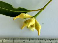 Gommier robuste