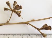 Gommier robuste