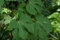 Sterculier à feuilles de platane