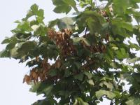 Sterculier à feuilles de platane