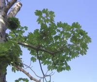 Sterculier à feuilles de platane