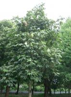 Sterculier à feuilles de platane