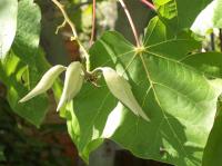 Sterculier à feuilles de platane