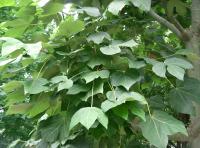 Sterculier à feuilles de platane