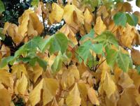 Sterculier à feuilles de platane