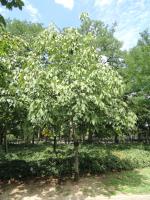 Sterculier à feuilles de platane