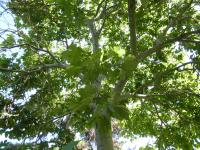 Sterculier à feuilles de platane