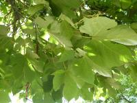Sterculier à feuilles de platane