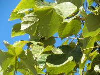 Sterculier à feuilles de platane