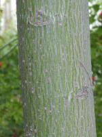 Sterculier à feuilles de platane