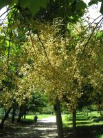 Sterculier à feuilles de platane