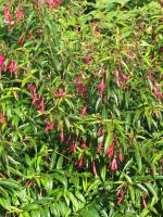 Fuchsia de Hatschbach