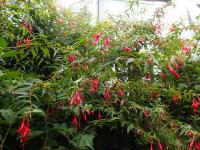 Fuchsia de Hatschbach