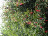 Fuchsia de Hatschbach