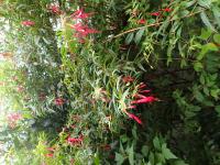 Fuchsia de Hatschbach