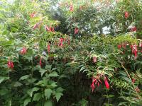 Fuchsia de Hatschbach