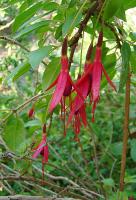 Fuchsia de Hatschbach