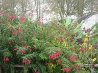 Fuchsia de Hatschbach
