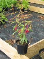 Fuchsia de Hatschbach