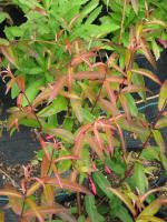 Fuchsia de Hatschbach