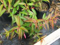 Fuchsia de Hatschbach
