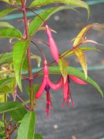 Fuchsia de Hatschbach