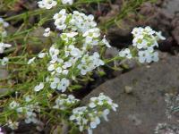 Cresson de chamois
