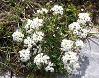 Cresson de chamois