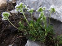 Cresson de chamois
