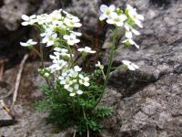 Cresson de chamois