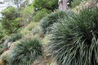 Fascicularia pitcairniifolia