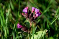 Pulmonaire à longues feuilles