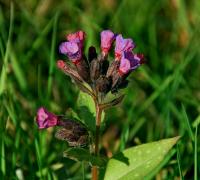 Pulmonaire à longues feuilles