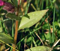 Pulmonaire à longues feuilles