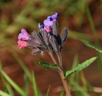 Pulmonaire à longues feuilles