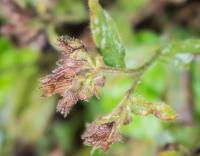 Pulmonaire à longues feuilles