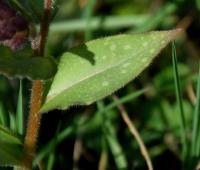 Pulmonaire à longues feuilles