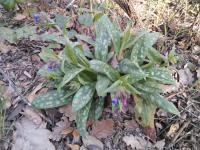 Pulmonaire à longues feuilles