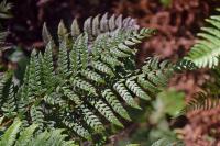 Polystic rigens