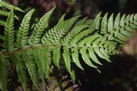 Polystic rigens