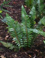 Polystic rigens