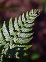 Polystic rigens